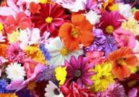 Ce semnificație au florile? Ce semnificație au florile?